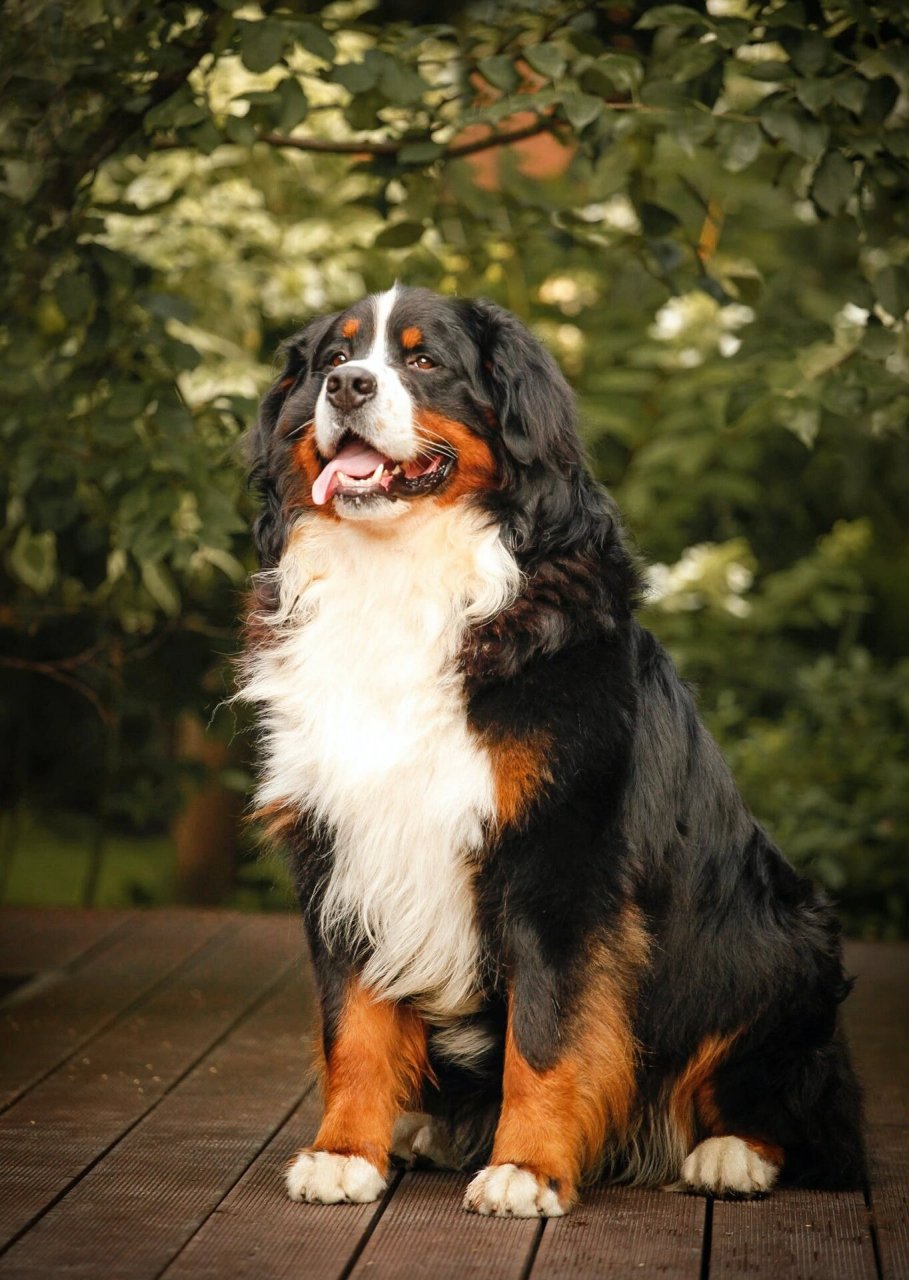 伯恩山犬体型图片