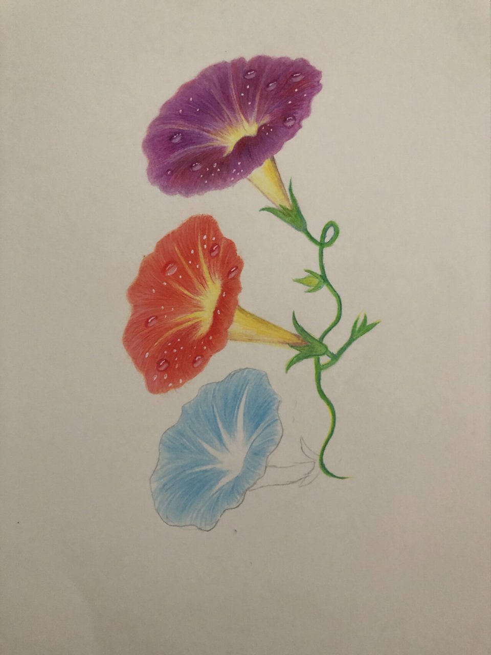 彩铅--牵牛花(也叫喇叭花) 想画牵牛花好久了,一直没有下手去画,今天