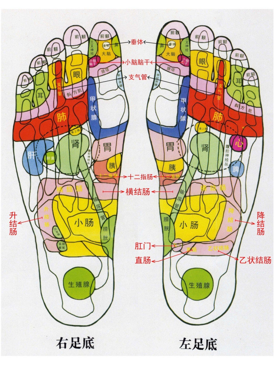 足部腰椎反射区图片