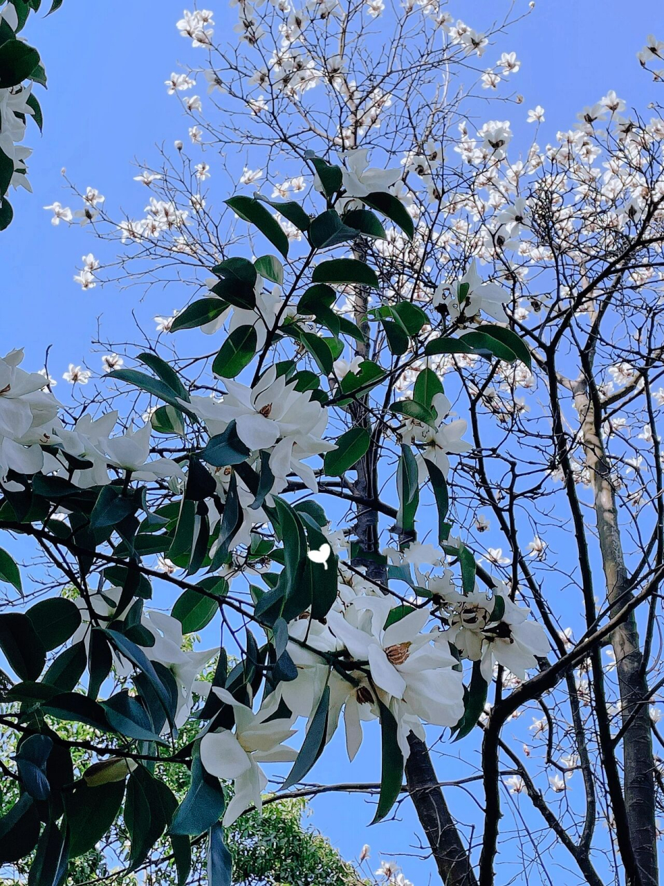 麓谷公园|来赏花捉蝌蚪吧 嗨喽060606,你好呀99 - 我是田田