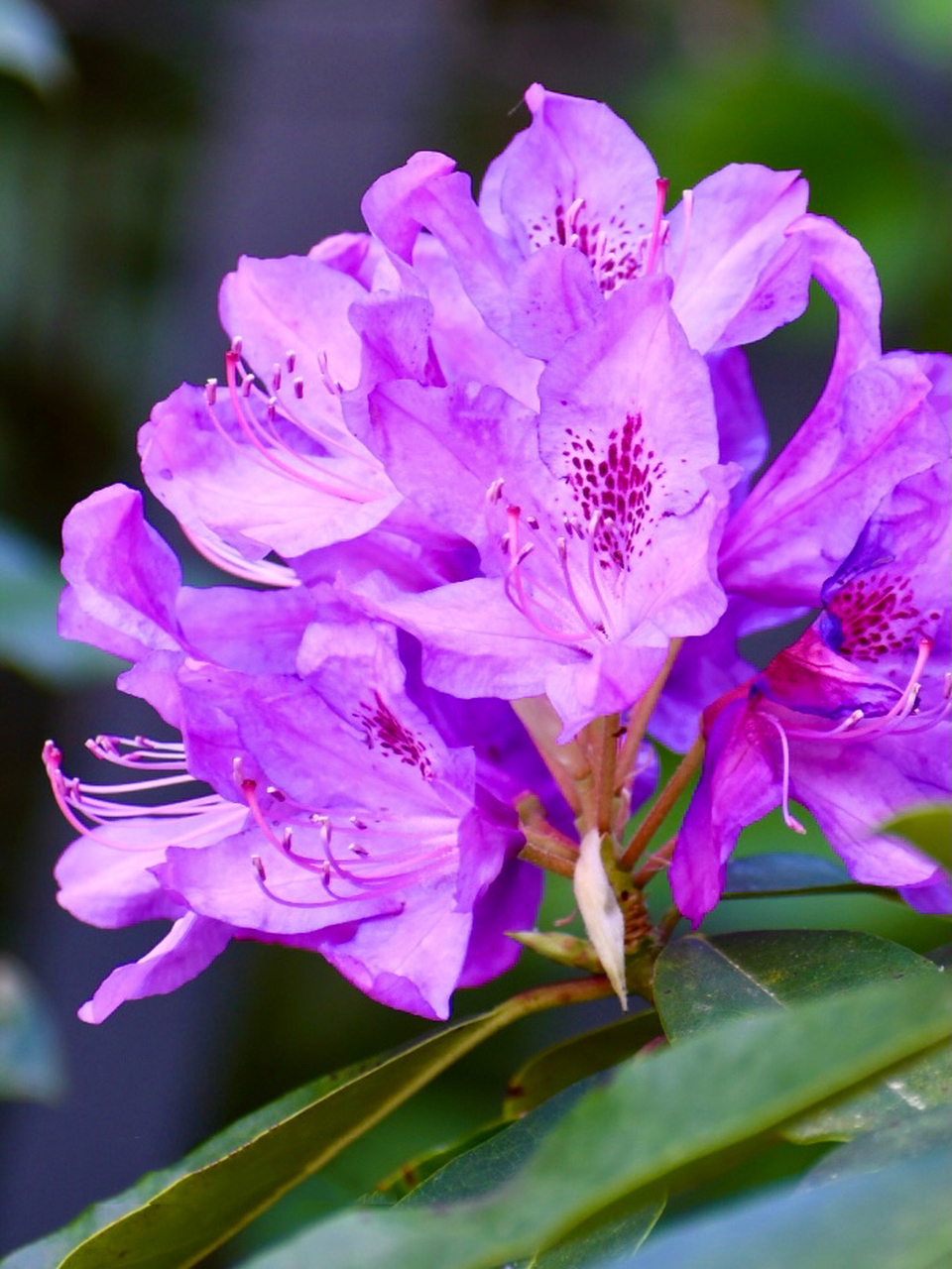 高山杜鹃～美丽的紫色 杜鹃的品种和色彩真是太丰富啦.