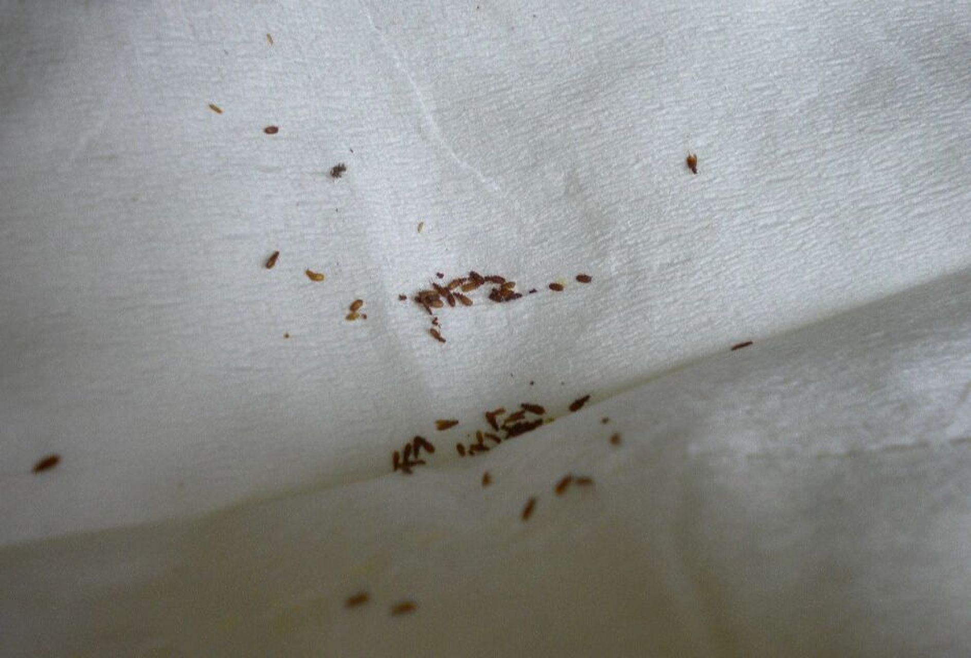 书虱虫子怎么消灭干净 书虱虫,喜欢湿度高的地方,每年都能繁殖3-6代