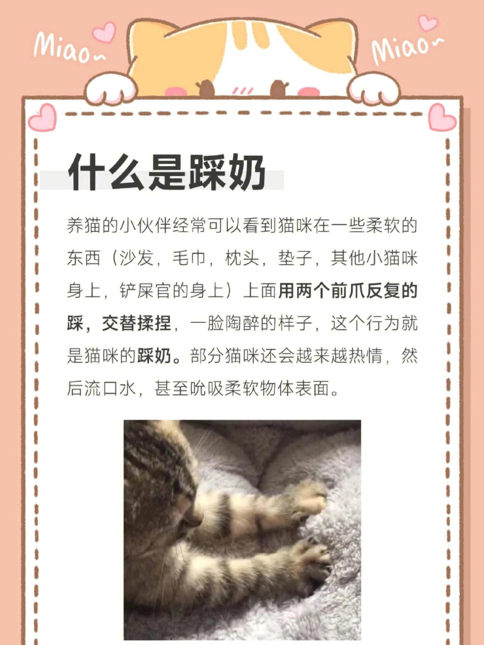 ✨什么是踩奶 养猫的小伙伴经常可以看到猫咪在一些柔软的东西