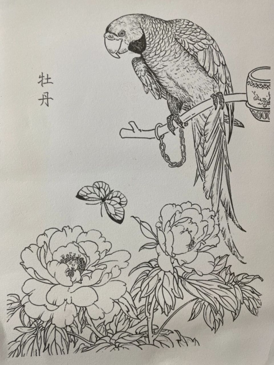 苏州小娘鱼的分享|牡丹花鹦鹉线稿 线稿图分享#画画