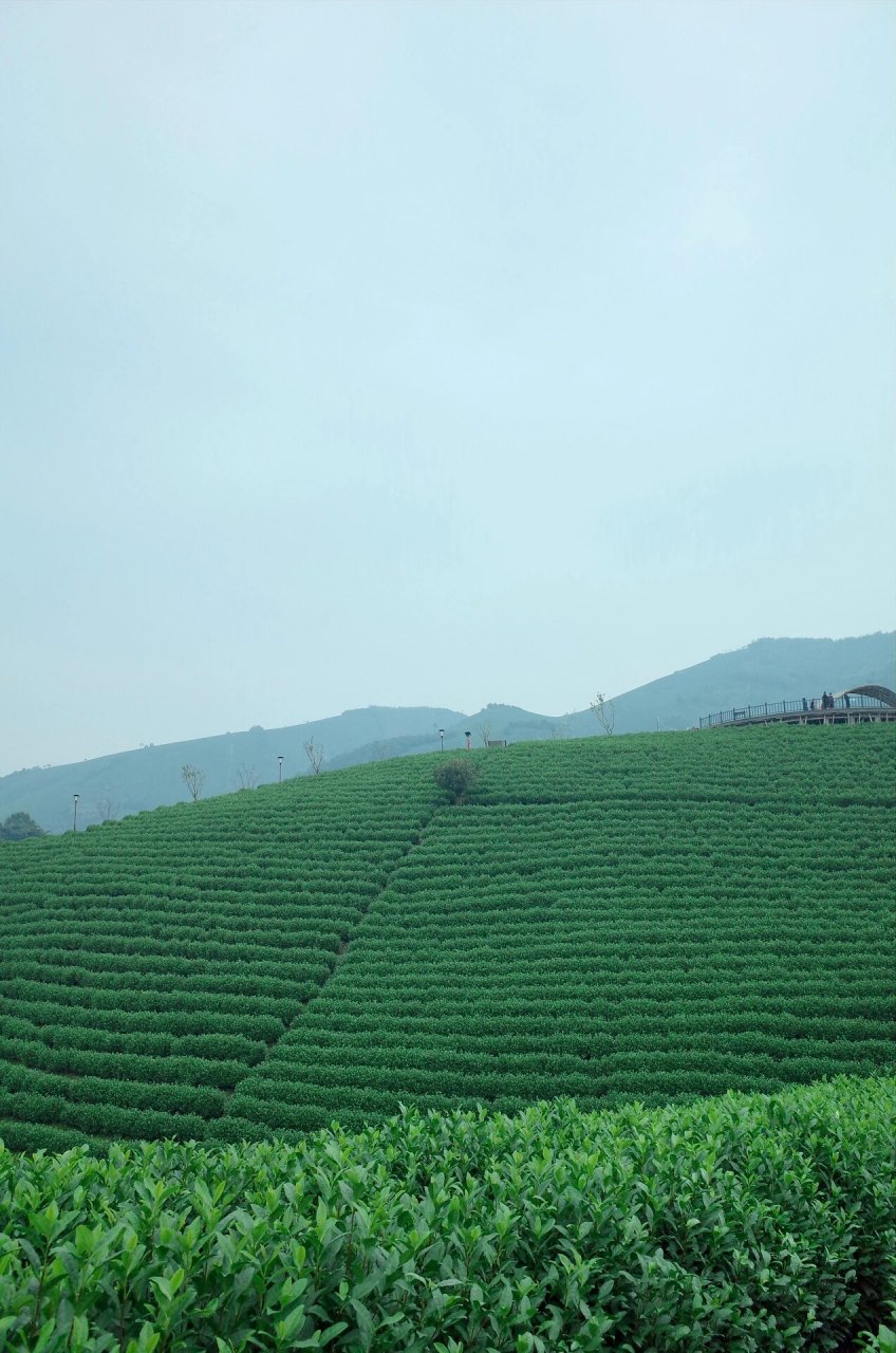 安吉白茶|那片一望无际的茶园 gap day去安吉茶山吸吸氧气 95