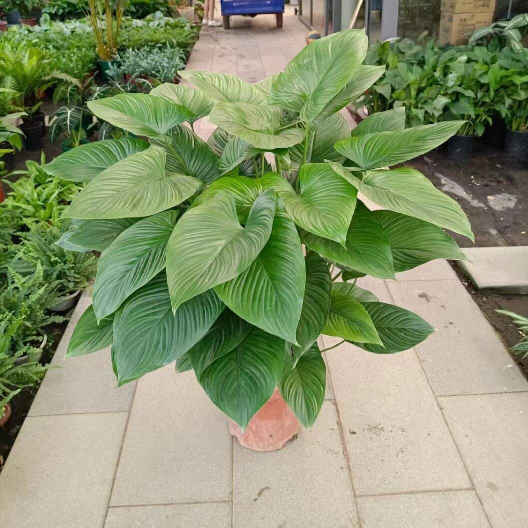 绿芙蓉绿植ins风