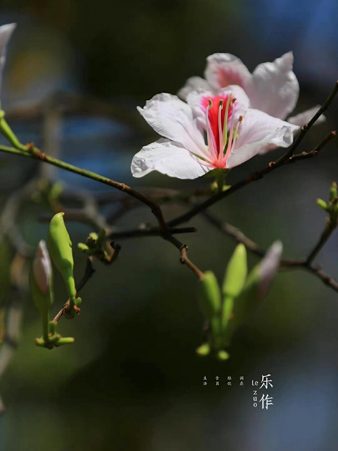 春之味——野花食馔·玉荷花  92云南百花之宴,数玉荷花(玉合花)高