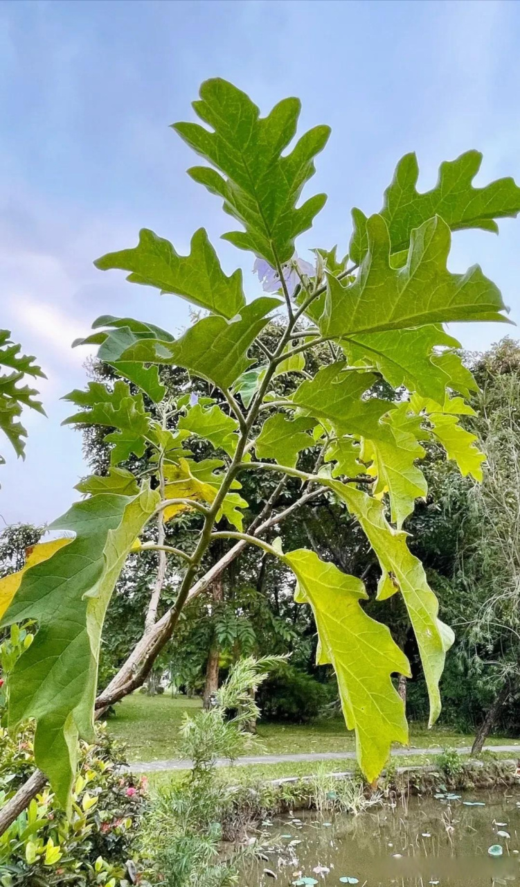 大花茄,又叫木番茄,茄科茄属常绿灌木,小乔木植物,原产于南美洲地区