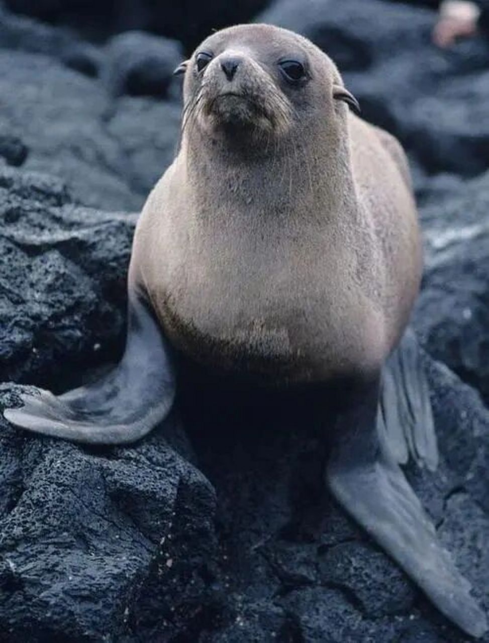 海狗叫声图片