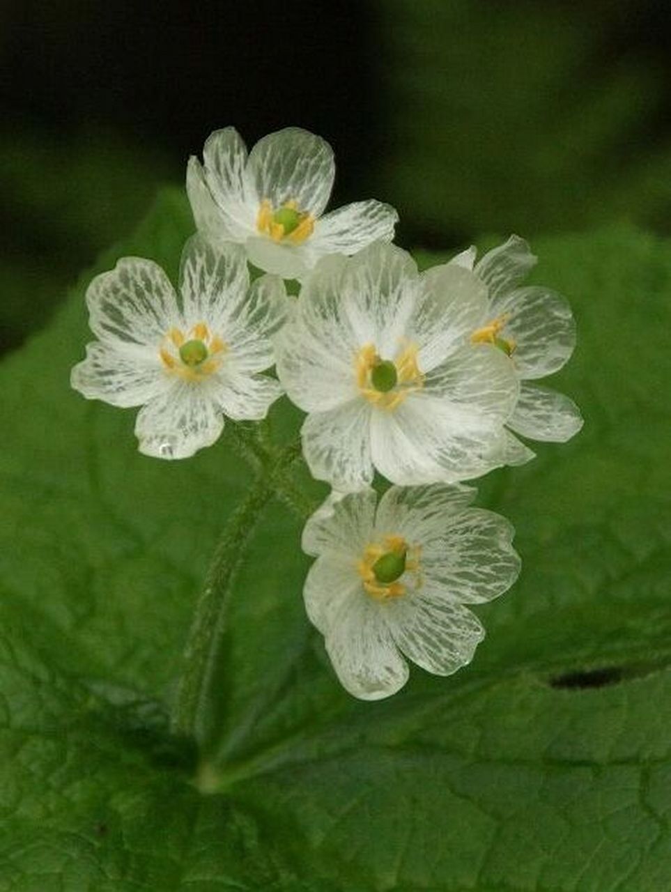 每日植物-山荷叶,遇水变透明的隐身花 南方山荷叶  花色:白色 高度:40