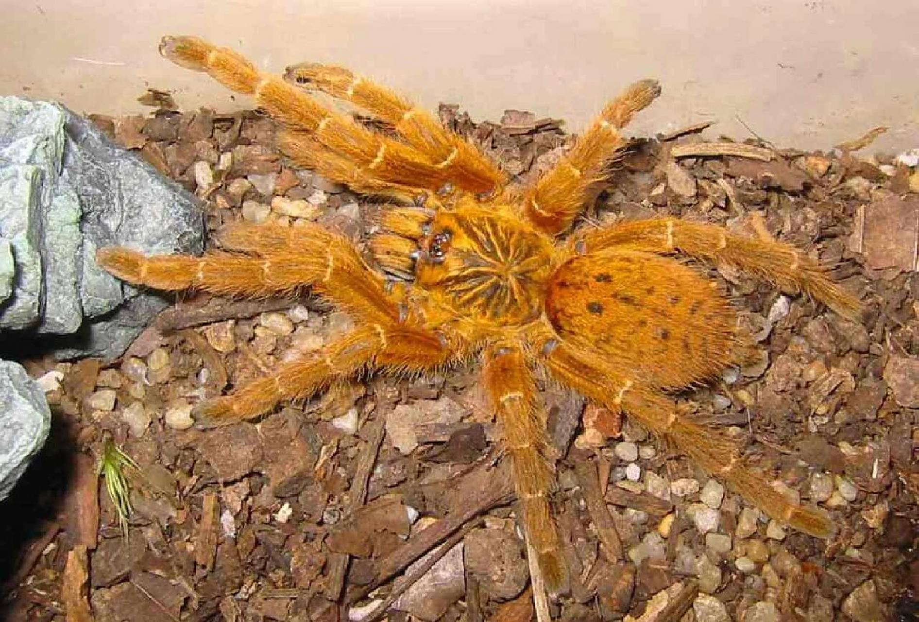 新手慎入的蜘蛛7575 橙巴布9915 简称c8,成体足展约12-15厘米