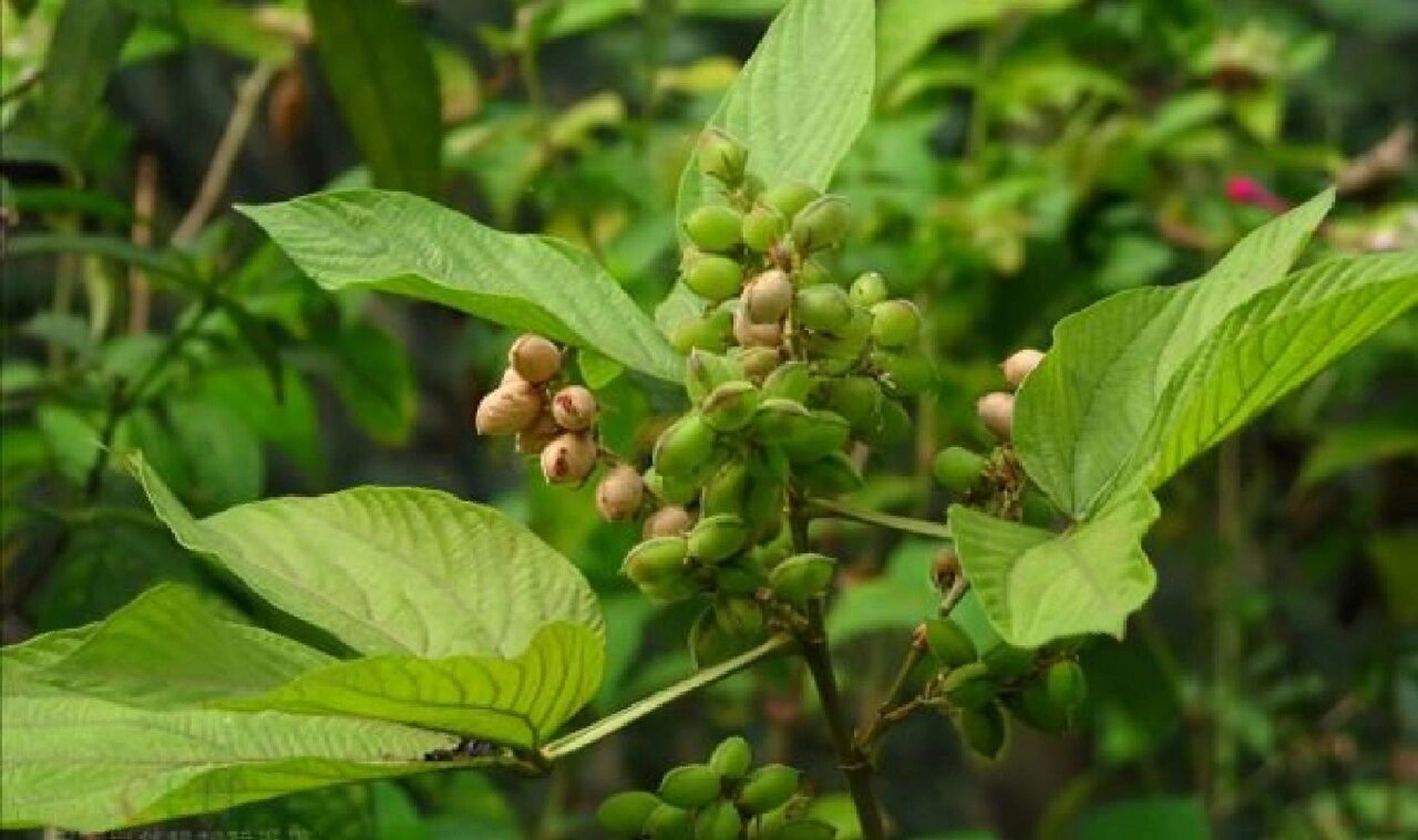 记录认识的中药材 124 | 千斤拔 99药材名:千斤拔(豆科) 99别名