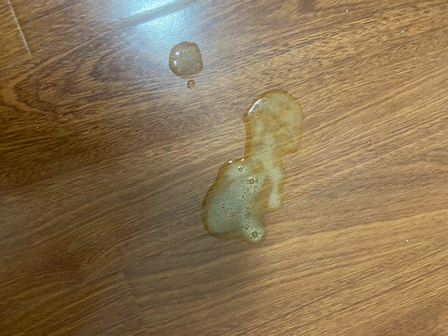 猫咪吐黄水泡沫到底是怎么了?