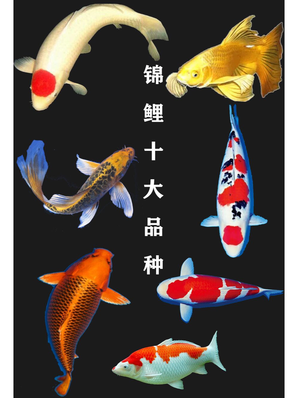 锦鲤的十大品种