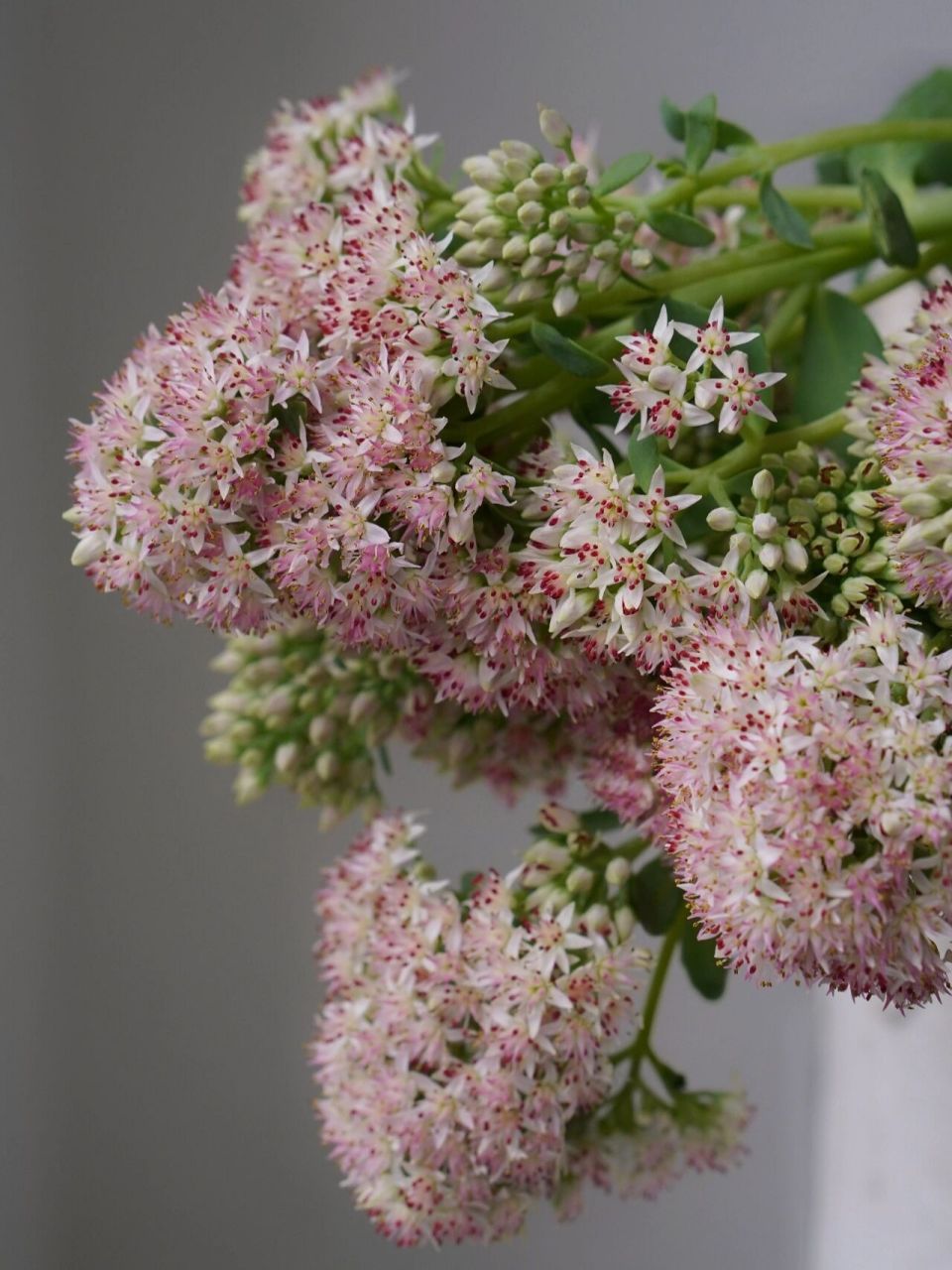 【八宝景天】|花团锦簇的小清新花材 八宝景天又叫华丽景天,是景天科