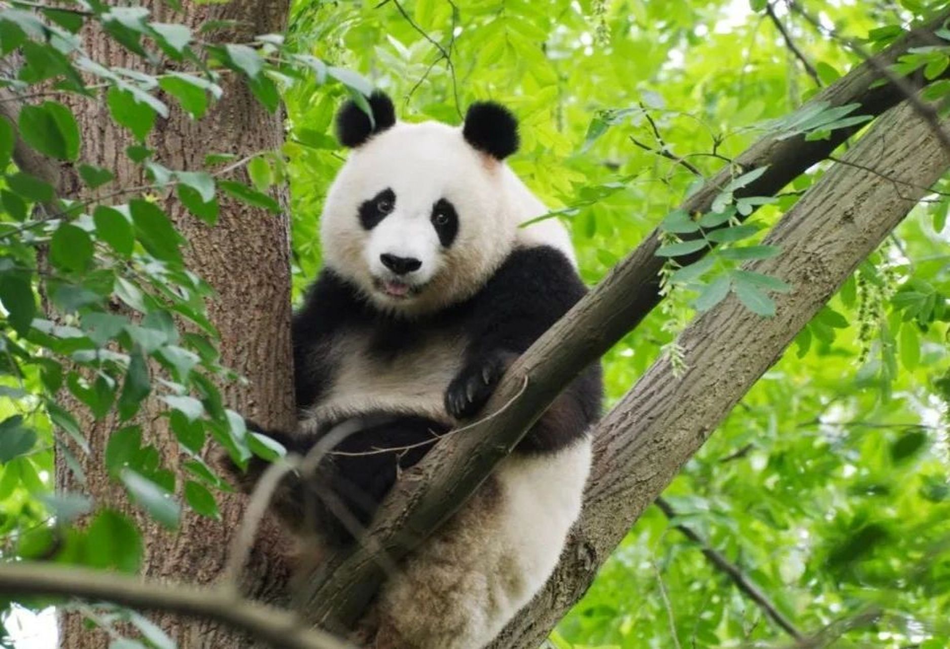 秦岭大熊猫是大熊猫的重要种群,具有独特的分布格局和种群进化史.
