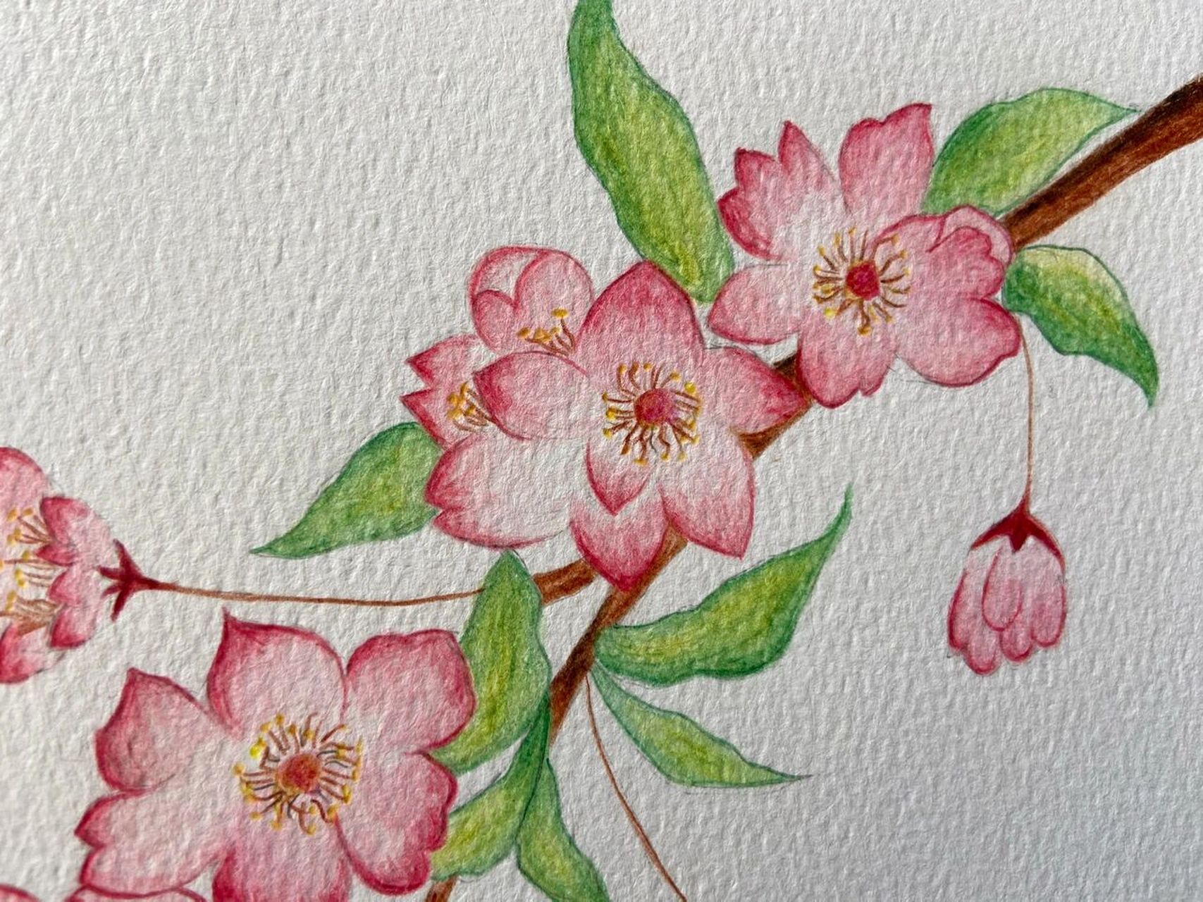 彩铅桃花 最近画花画得有点着迷,水溶性彩铅也可以有些许水彩的感觉