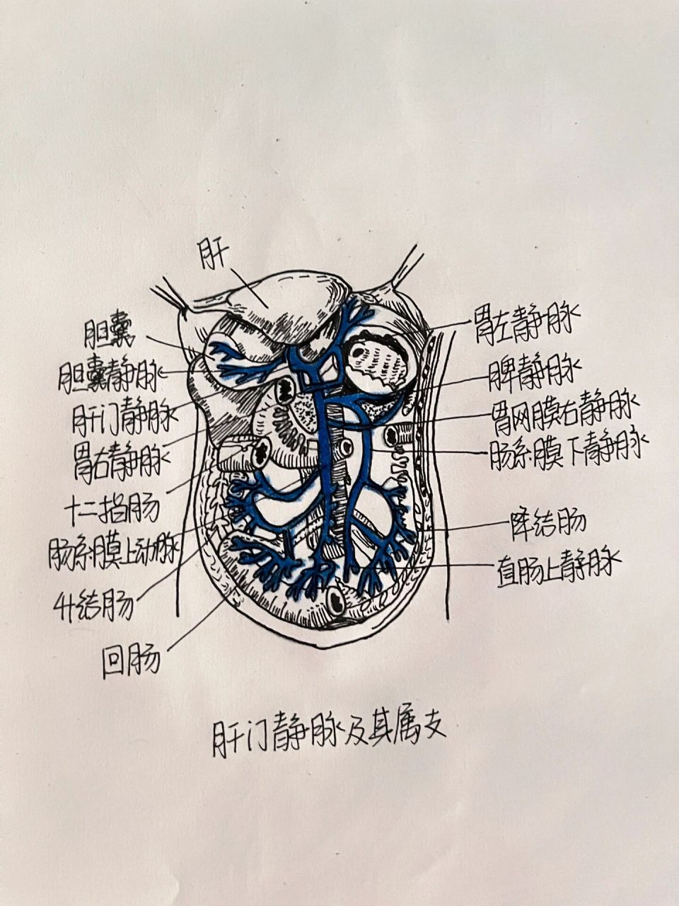 第一肝门血管图片