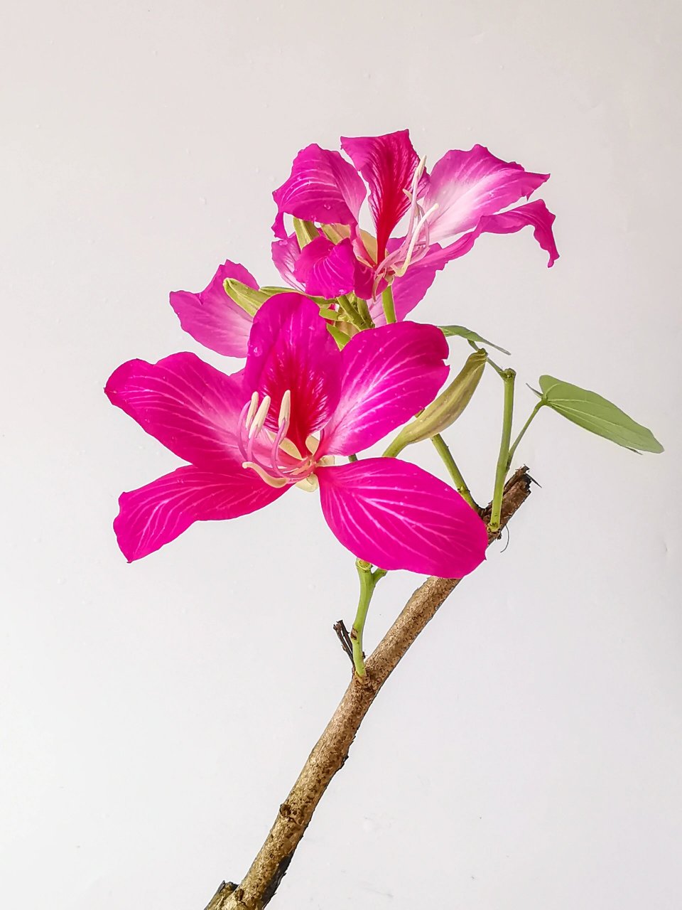 绘画素材:红花羊蹄甲(洋紫荆花)