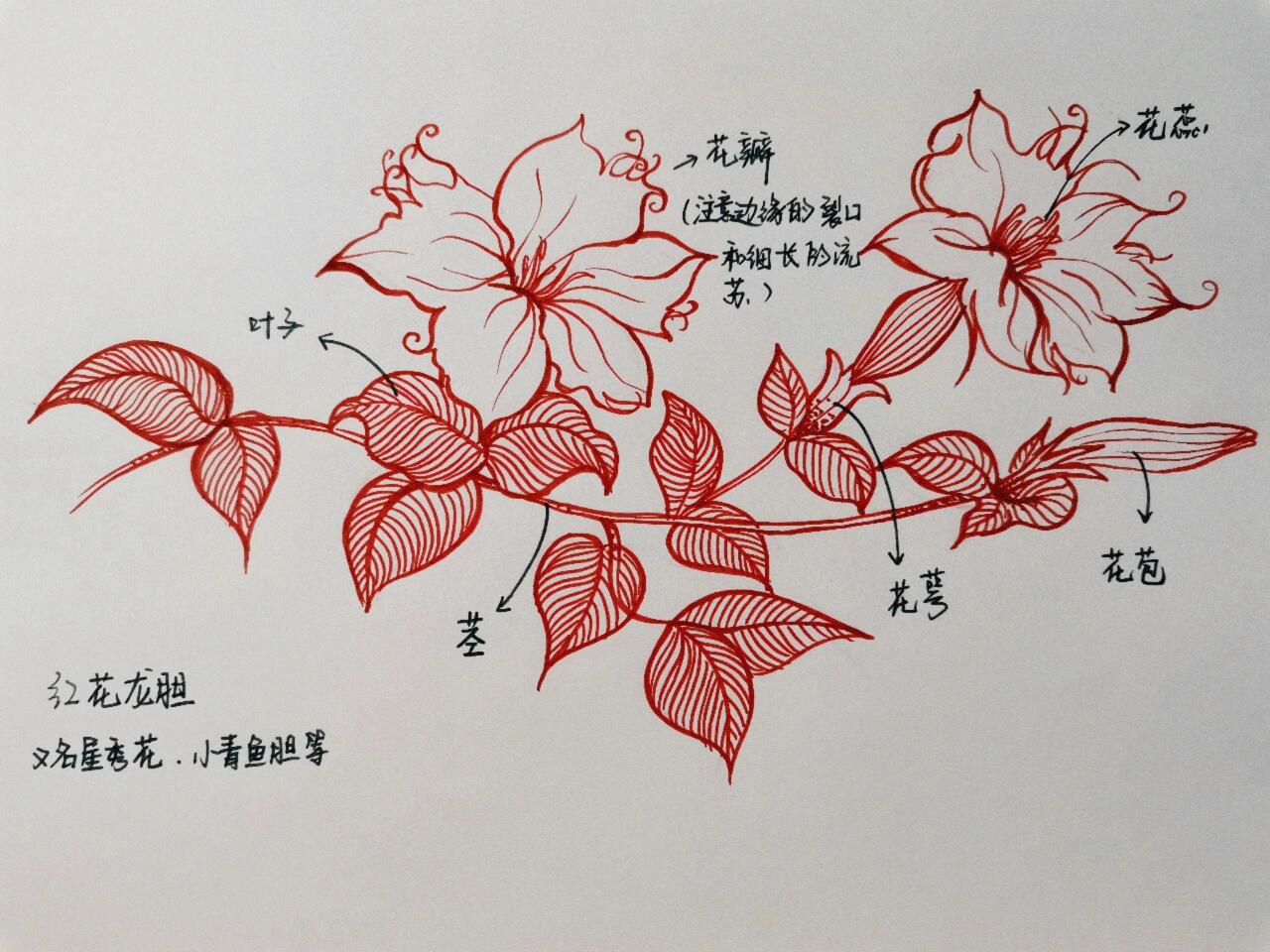 红花龙胆绘画步骤图