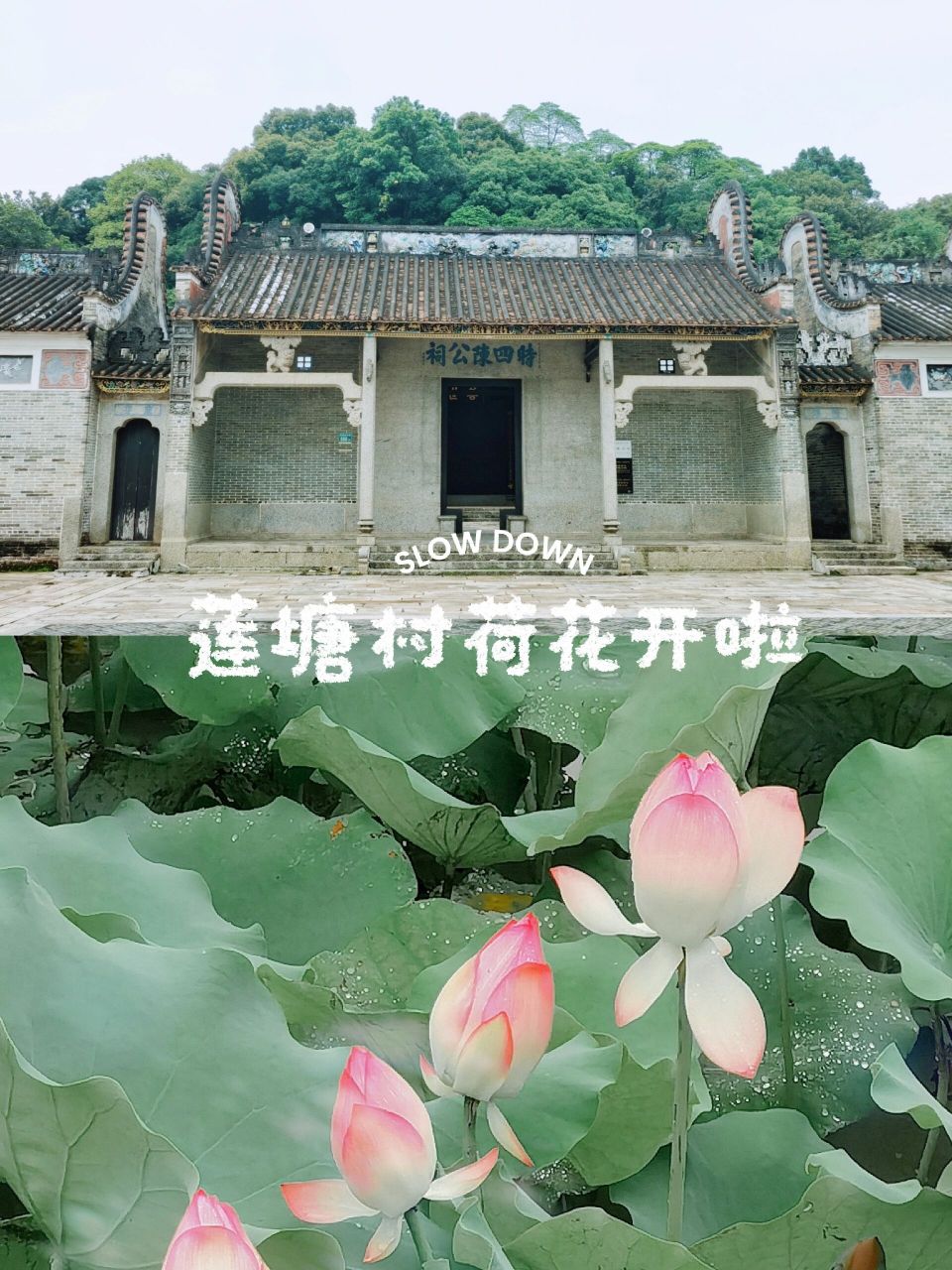 广州小众94莲塘村的荷花开啦 广州黄埔莲塘村,因种植大片莲花得名!