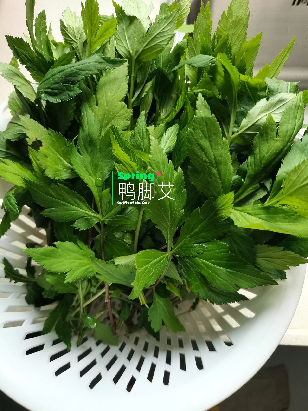 野菜之旅#采把鸭脚艾 给娃炒个菜 白苞蒿 别名 鸭脚艾,甜菜子,野勒菜