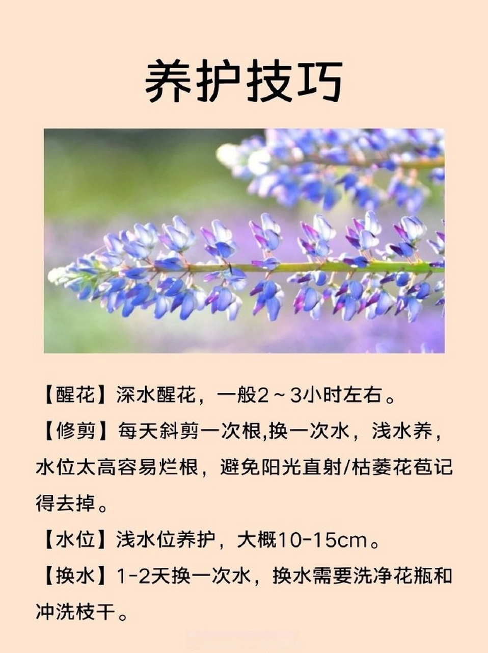 鲁冰花原来有这么多颜色