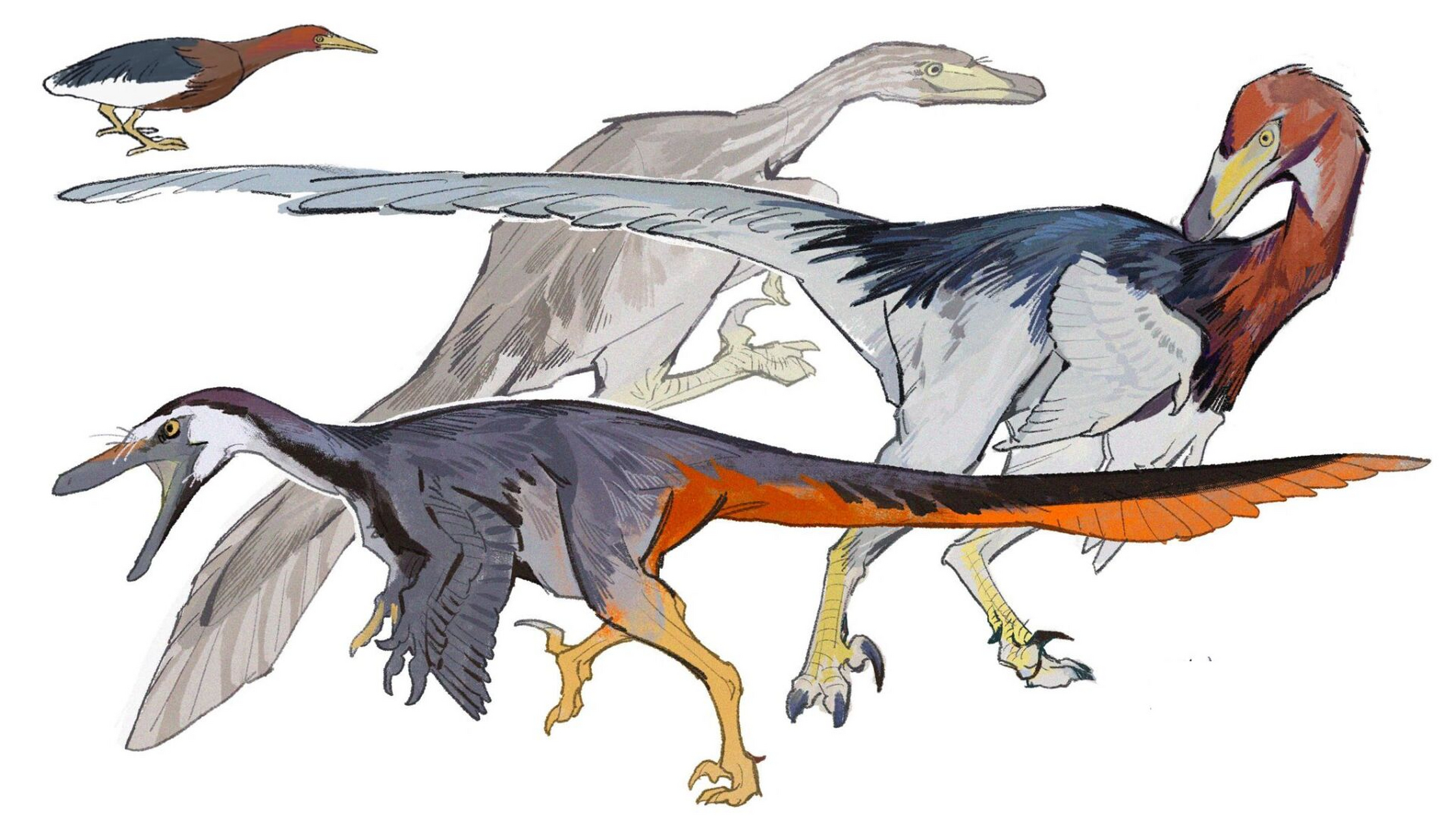 造谣一下南方盗龙 涉禽!涉禽!