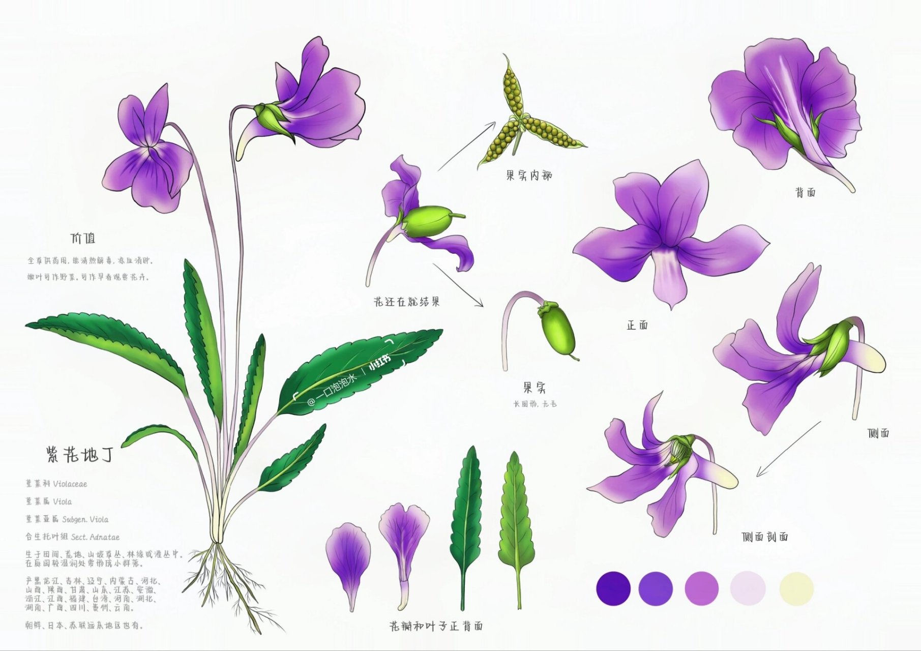 路边的野花——紫花地丁 它是路边常见的小紫花花,大家在路边一定见过