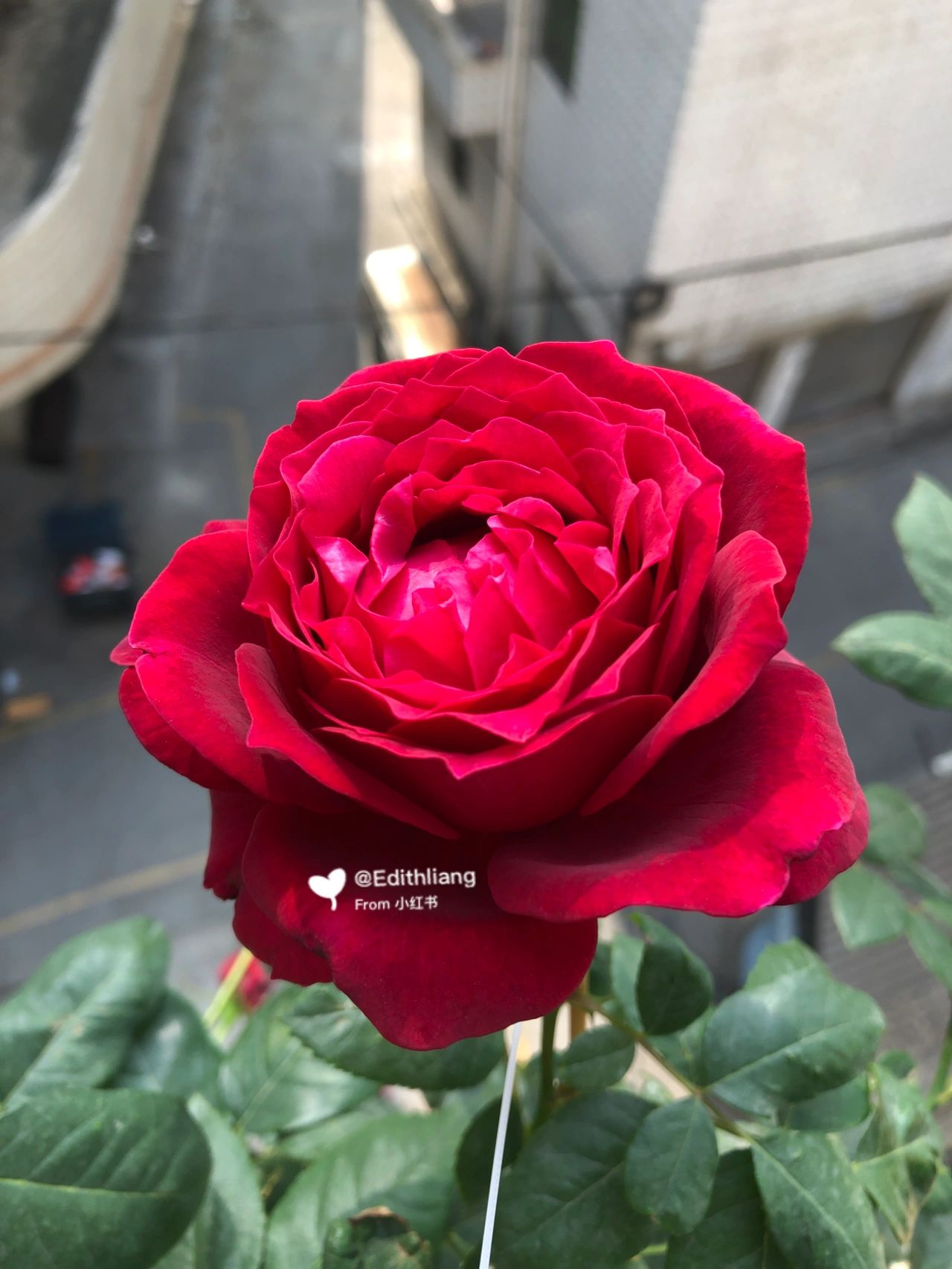 红色丝绒切花月季:詹尼斯 这个月季真的绝美了,太美太美了,每天不停