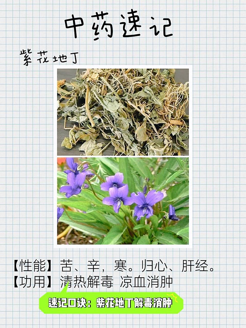 速记中药功效,紫花地丁解毒消肿 166清热解毒,凉血消肿——疔疮肿毒