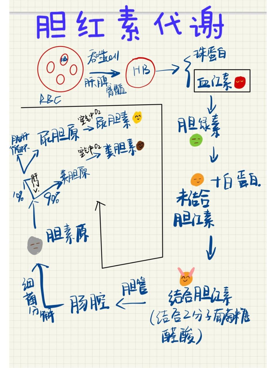 胆红素代谢图解图片