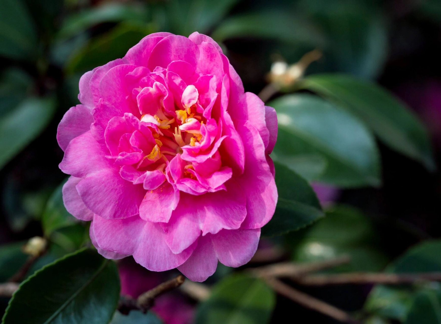 每天认识一种花96|茶梅 茶梅是山茶科,山茶属小乔木,分布于日本,多