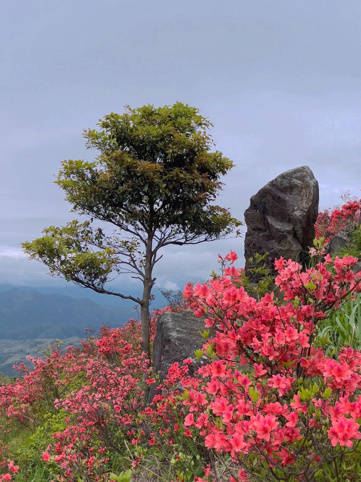 太湖山尖/杜鹃谷 乐清温岭黄岩三地交界处 有一片美丽的杜鹃花海