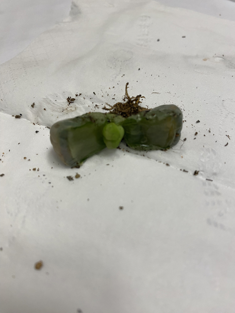 生石花好像有点化水了该怎么办 生石花有点软了,里面有崽崽,该怎么