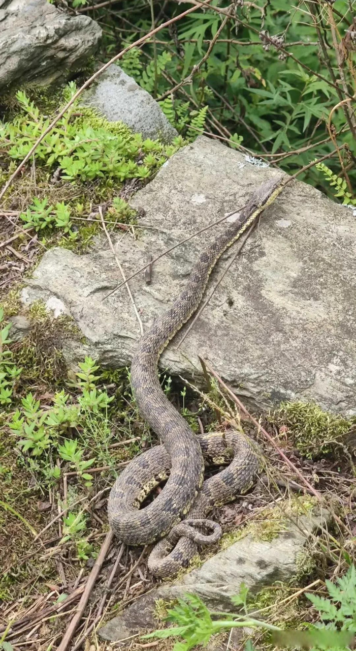 是有毒蛇还是无毒蛇?谁认识这种蛇 这是什么蛇? 山里的蛇 这是哪种蛇