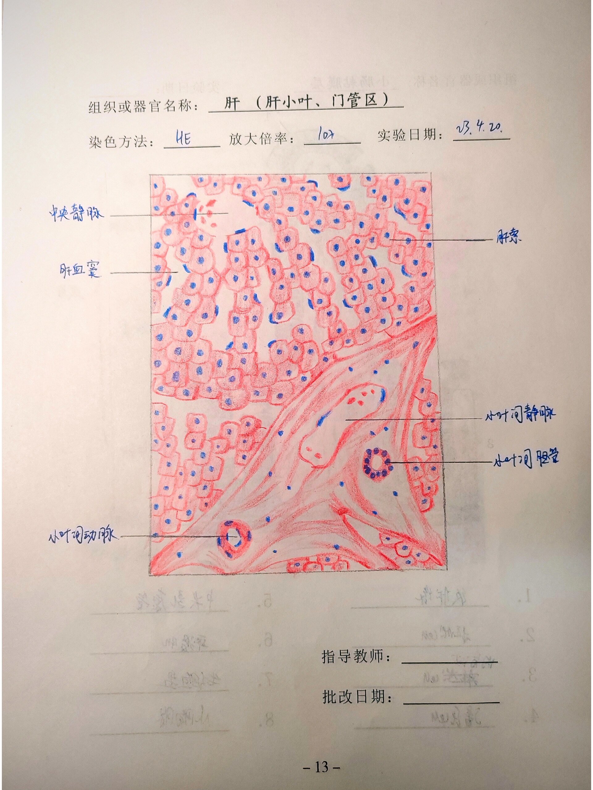 肝脏红蓝铅笔手绘图图片