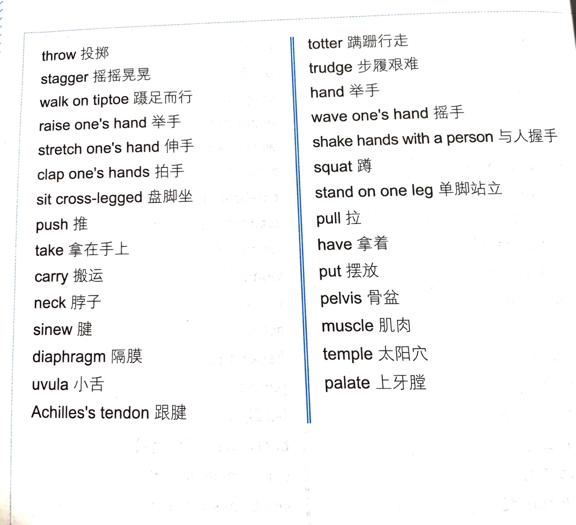 人体器官的单词总结 超级全,关于人体器官的的英语单词,扩展词汇量了