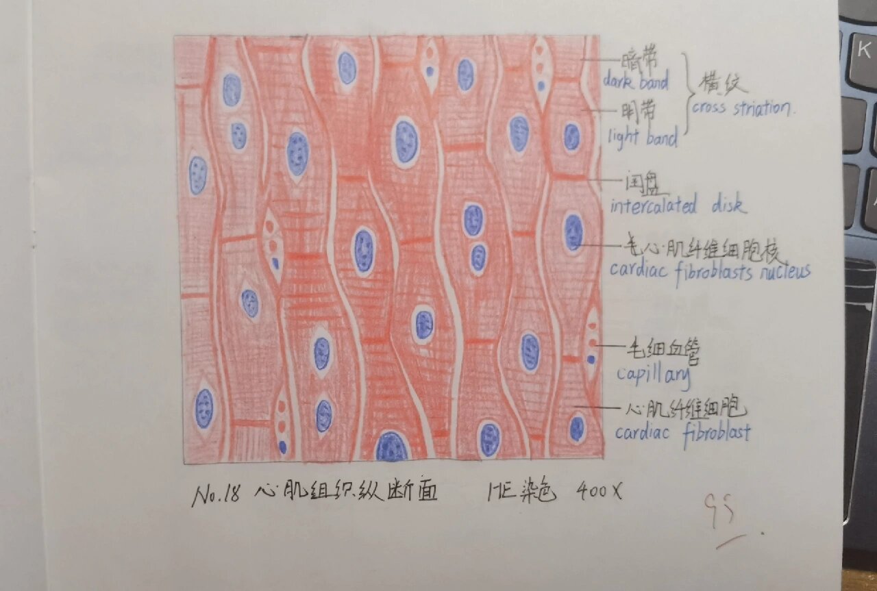 心肌纤维纵切面手绘图图片