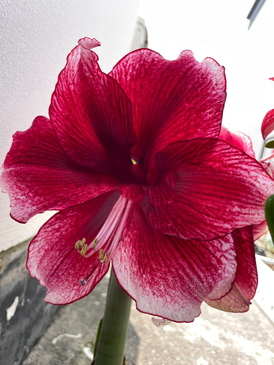 朱顶红61达芙妮(月神) 一朵花的蜕变记录!花瓣的梅粉色没有拍出来!