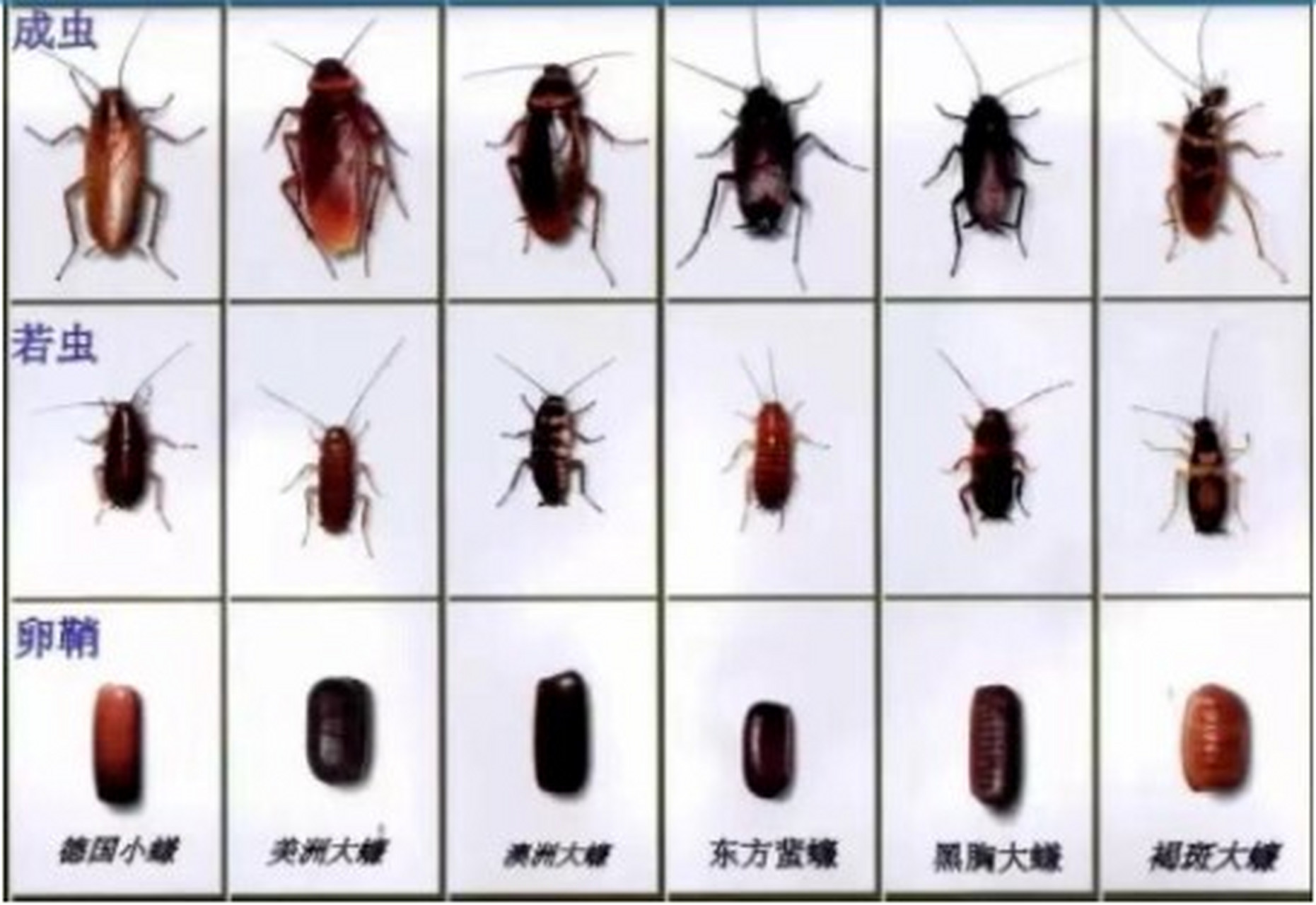 也不是说产于德国,在德国它们叫作俄罗斯蟑螂,德国小蠊的名字只是在