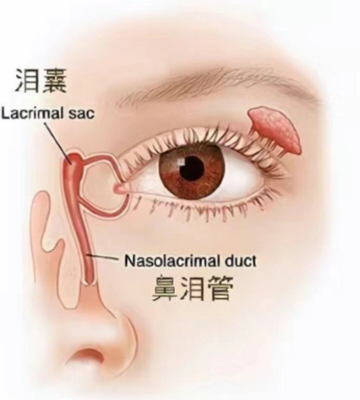泪腺位置图图片