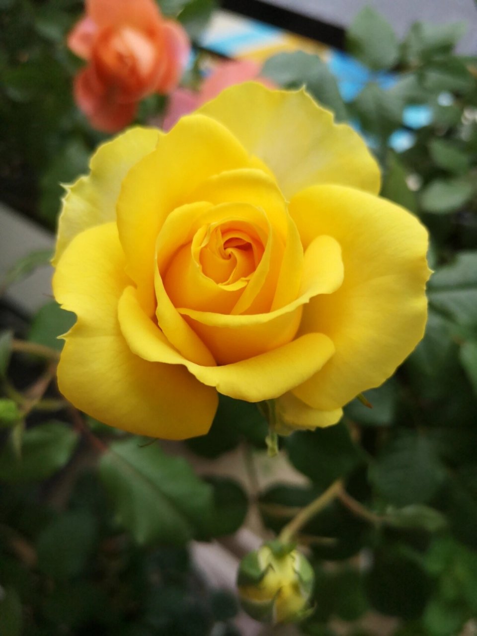 黄色系月季--黄金海岸 这种明亮黄色的月季选择不多,需要抗性好多季