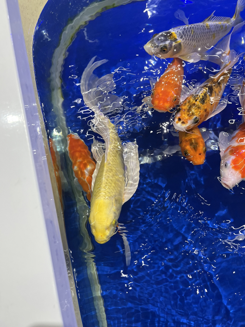 金黄色锦鲤,漂亮又可爱