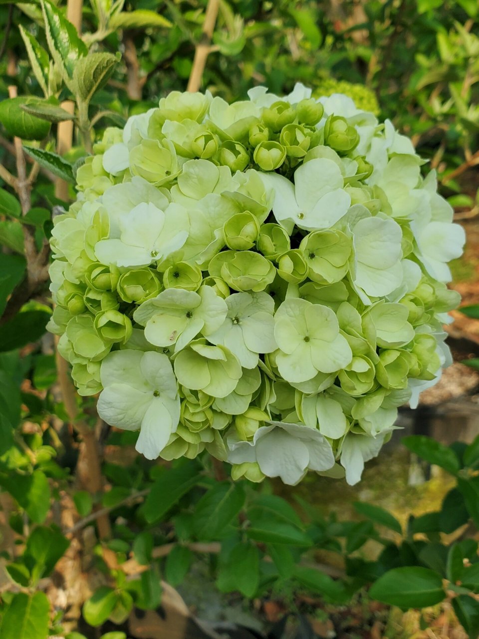 中华木绣球,冠幅1-3米#中华木绣球斗球# #别墅庭院植物# #发现生活小