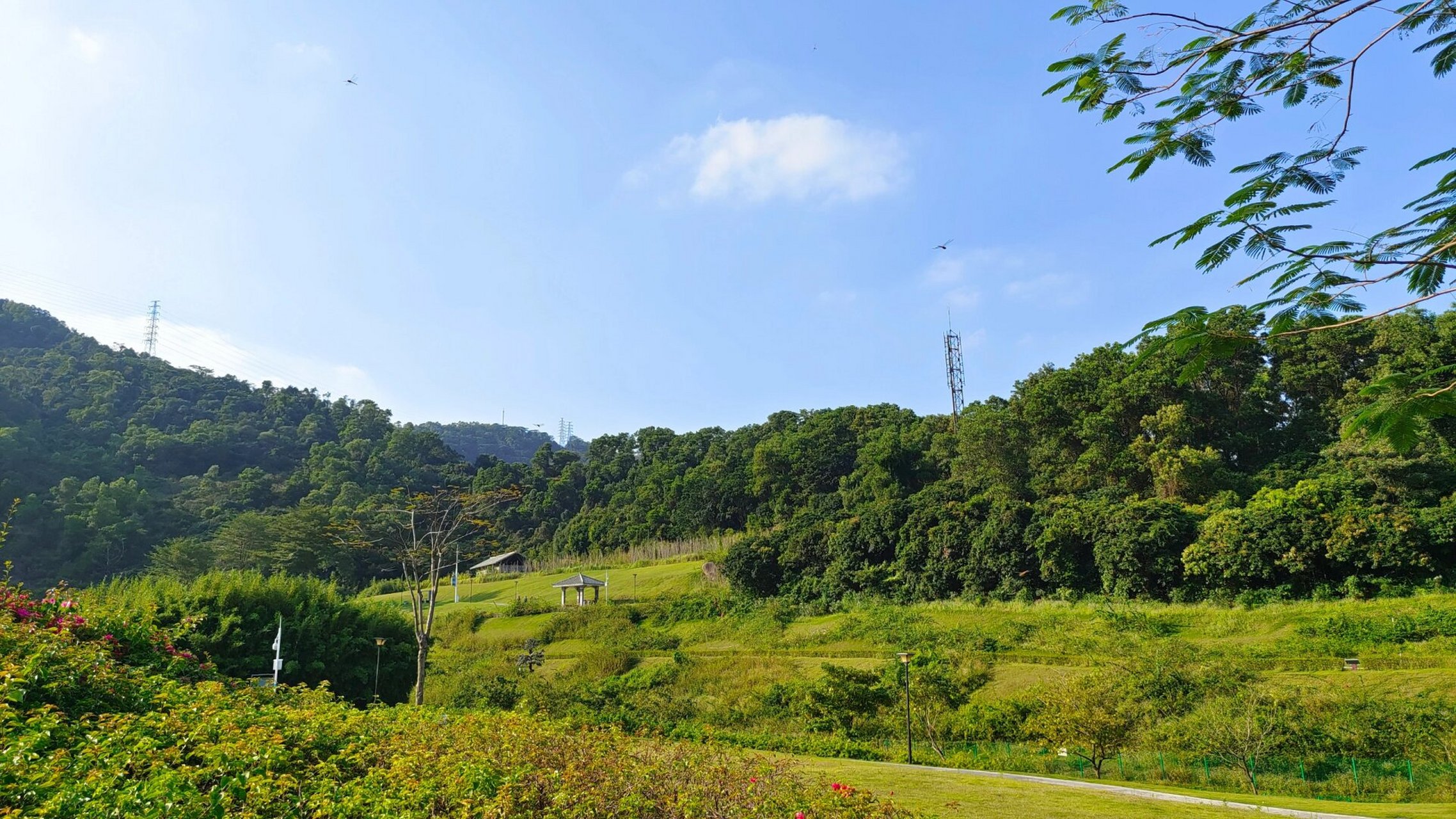 簕杜鹃谷公园太美啦 簕杜鹃谷公园,在凤凰山的脚下,辽阔的草坪,绽放的