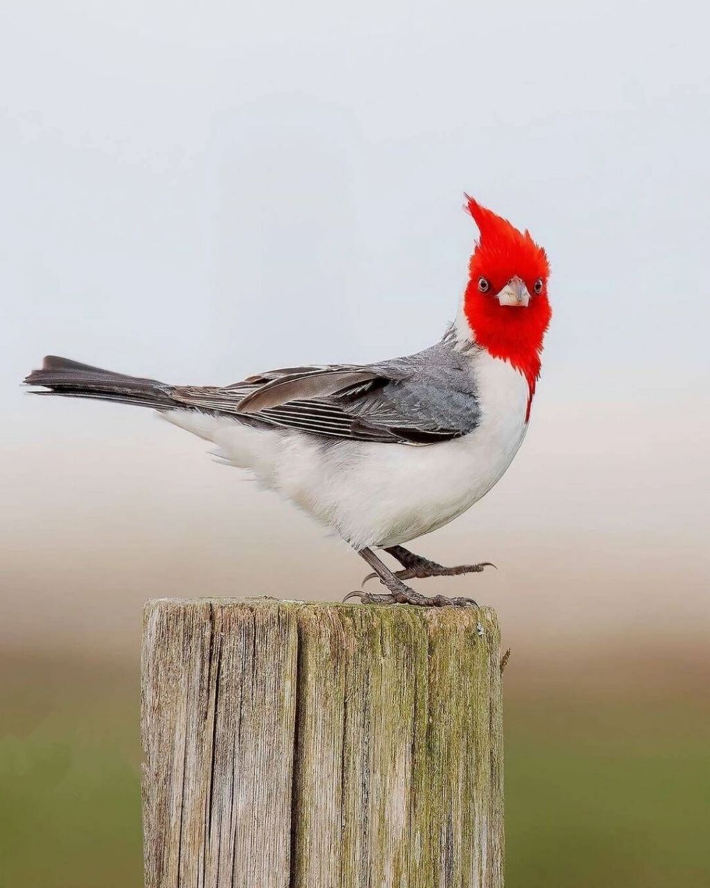 冠蜡嘴鹀 #保护动物# #鸟类# #观鸟# #冠蜡嘴鹀