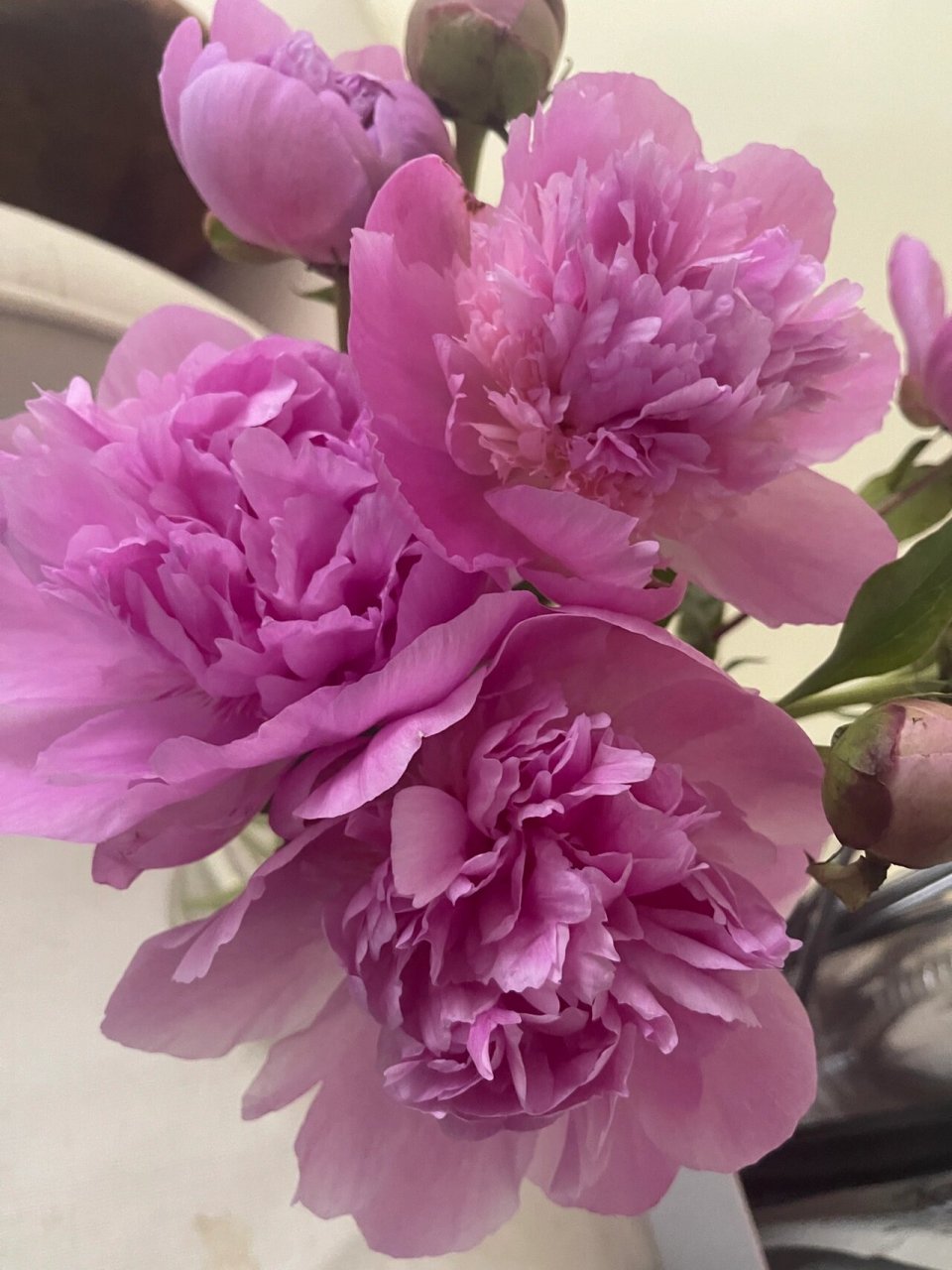 重瓣芍药开花季 1,收到芍药时,其实是铁蛋,不是花!