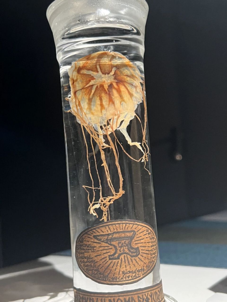 黑星海刺水母介绍图片