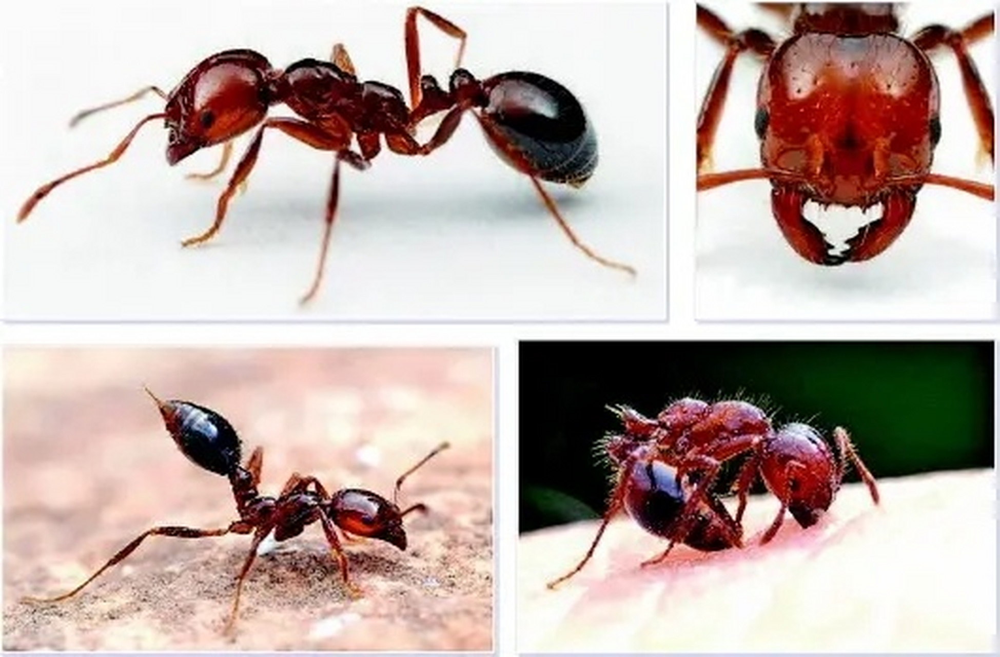 每日识虫~红火蚁 类别 学名:红火蚁 科属:蚁科 拉丁名:solenopsis